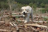 LABRADOR 132